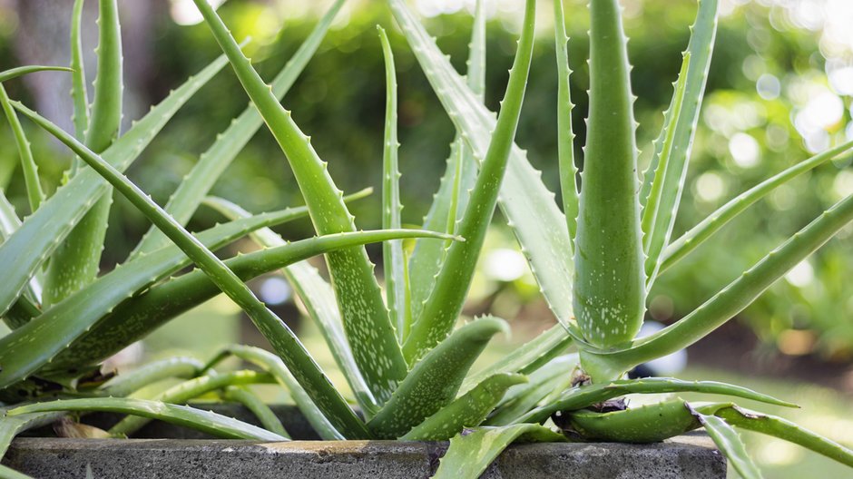 Aloes można uprawiać w domowych warunkach - Nevada31/stock.adobe.com