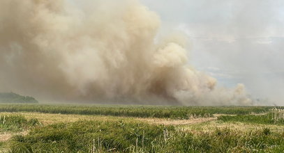 Wielki pożar na terenie Biebrzańskiego Parku Narodowego. Płoną hektary łąk