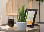Why aloe vera plant is a must in your home