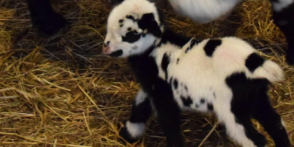 Narodziny kozich bliźniąt w poznańskim Zoo