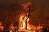 Coraz bardziej niszczące pożary w Australii to jedne z efektów zmian klimatu