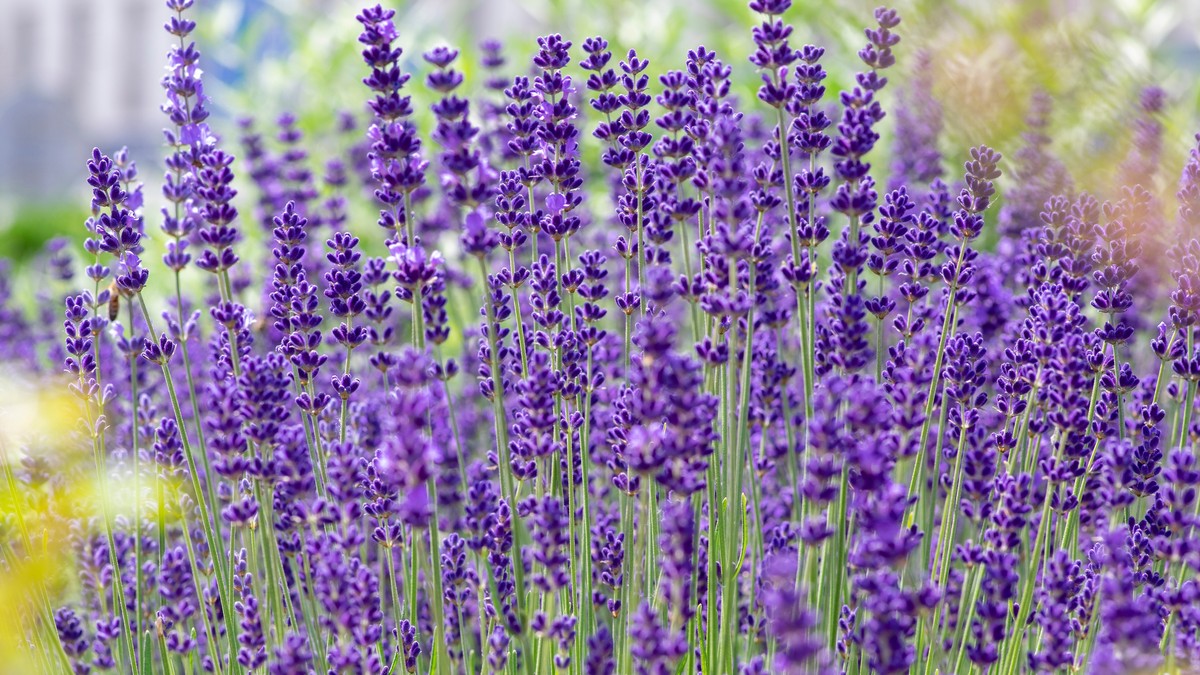 Lavanda
