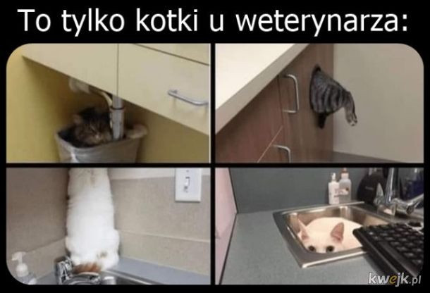Najlepsze memy o kotach