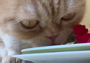 Oskar jede tunu i lososa