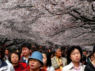 Japonia, Kraj Kwitnącej Wiśni