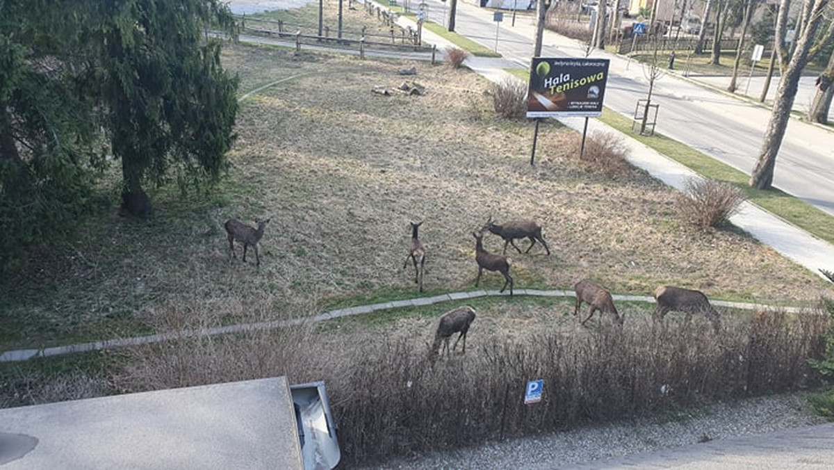 Koronawirus Zakopane. Łanie wyszły na ulice [WIDEO]