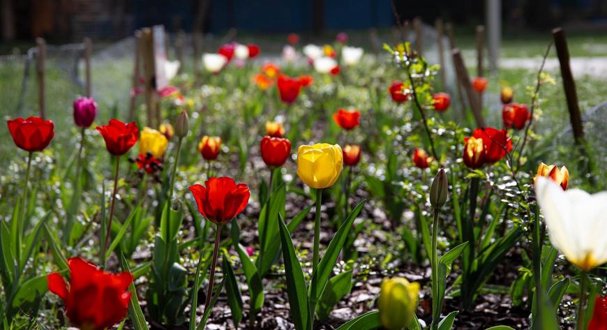 Dywany tulipanów wzdłuż Broniewskiego i Reymonta kwitną już od pierwszych dni kwietnia.