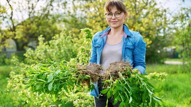 Co cztery lata byliny wieloletnie należy podzielić i przesadzić w inne miejsce