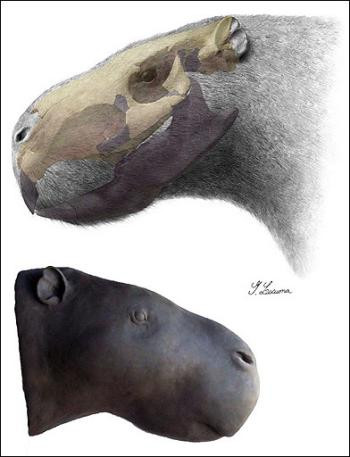 Wymarły gryzoń przypominał z kształtu kapibarę, choć był wielokrotnie większy
