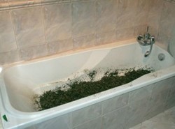 Mieszał marihuanę ze żwirkiem dla kota