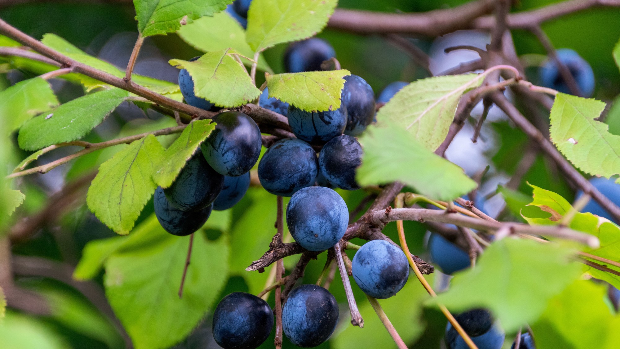 Modré plody slivky trnkovej (Prunus spinosa) patria medzi cenné dary našej prírody. 