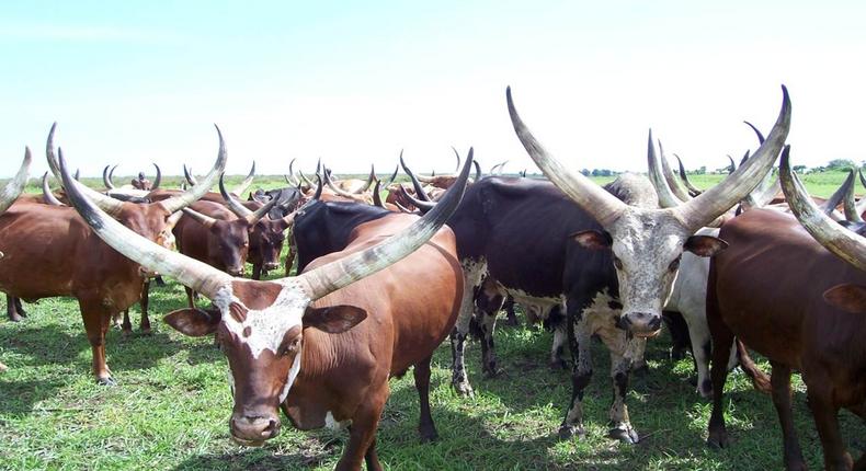 Board records 70 farmers/herdsmen conflicts in Jigawa