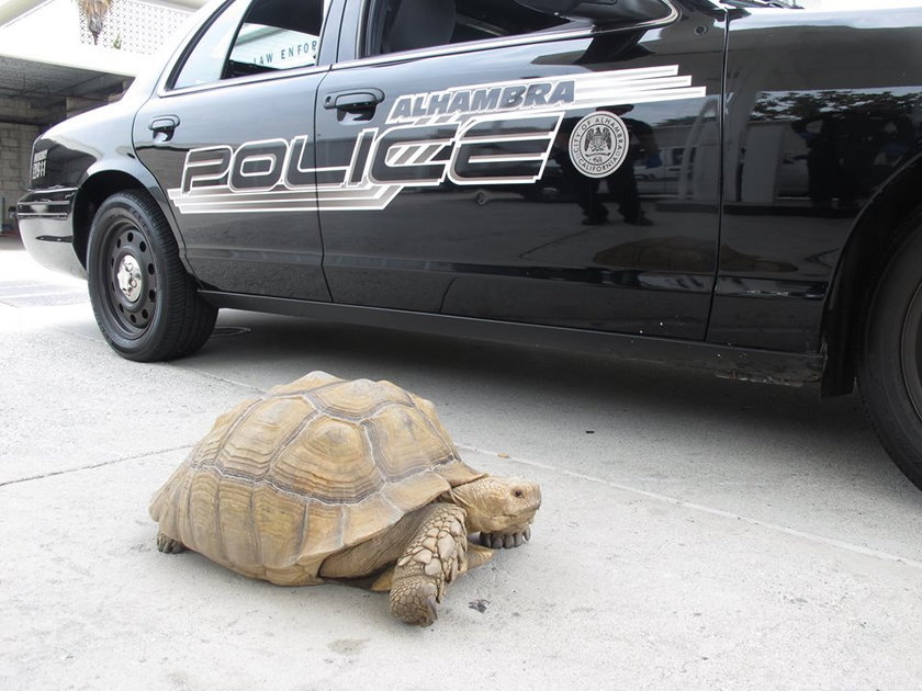 Pościg policji za żółwiem