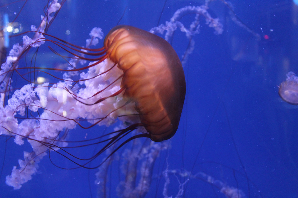 Walencja: Oceanarium, meduzy