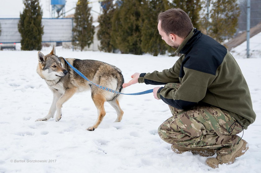 Wilk grasujący nad Zalewem Zemborzyckim okazał się psem