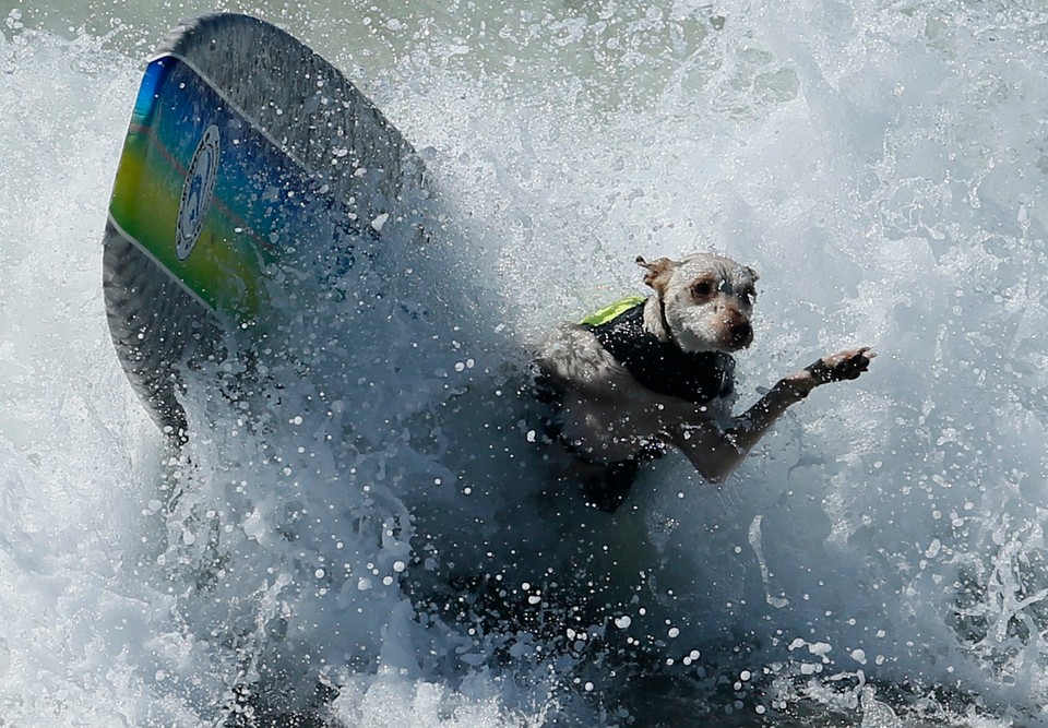 Takich surferów jeszcze nie widzieliście!