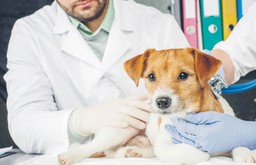 Po psychotropy najłatwiej do weterynarza