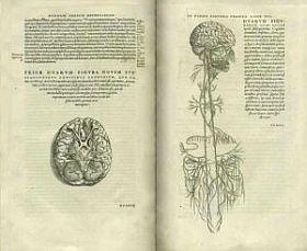 avesalius-d0000126F6057a92dbe04