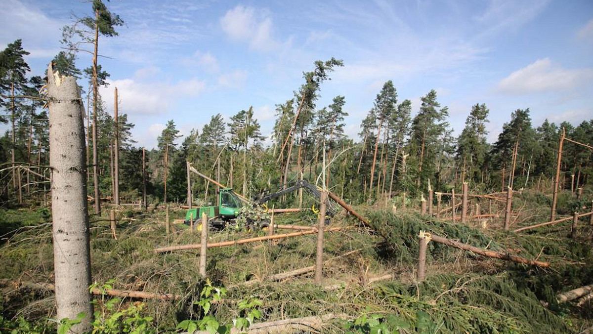 - Trzeba się spieszyć z wywózką i sprzedażą tego drewna, bo w szybki sposób traci ono na wartości – ostrzegają eksperci. Przedstawiciele Lasów Państwowych na Pomorzu szacują, że usunięcie powalonych drzew w zniszczonych przez sierpniową nawałnicę lasach może potrwać kilka miesięcy.