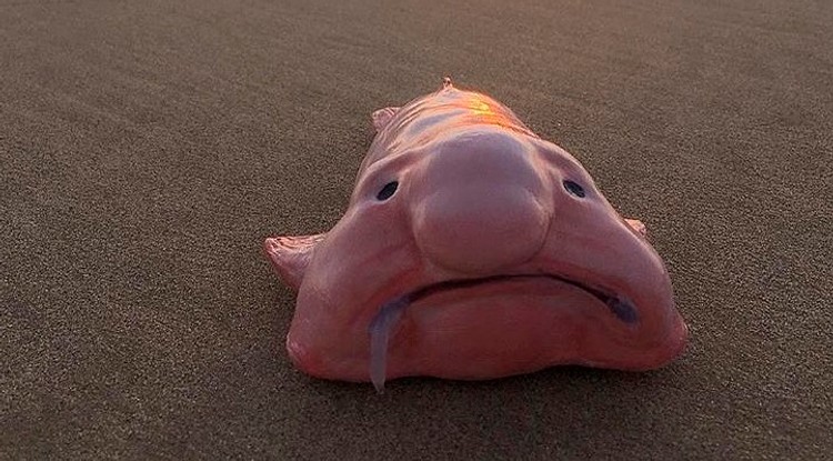 Ez egy létező, igazi "blobfish".