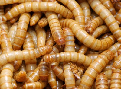 Europejskie świnie i kurczaki można teraz karmić robakami