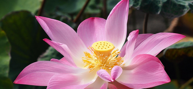 Niezwykłe właściwości świętego kwiatu lotosu