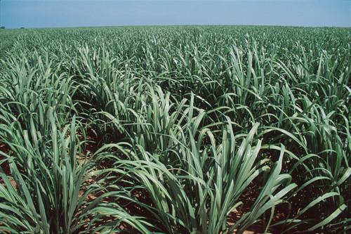 Auto na alkohol - czyli produkcja biopaliw w Brazylii