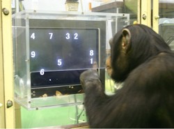 Szympansy mądrzejsze od ludzi