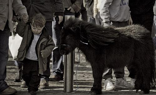 Galeria Irlandia - Dublin - Koński targ na Smithfield Market, obrazek 13