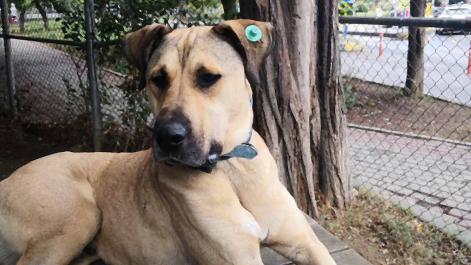 Džukački potez - Boži je najpopularniji istanbulski pas kojem su zli ljudi probali da nameste šintere