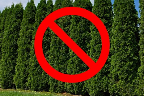 Trzeba będzie wyciąć tuje. Maksymalna dopuszczalna wysokość żywopłotu może zaskoczyć