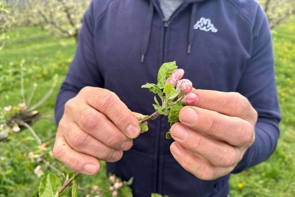 "Ne daj bože da se ponovi prošla godina"! Voćari u čačanskim selima strahuju od mraza: Evo kako pokušavaju da spasu rod