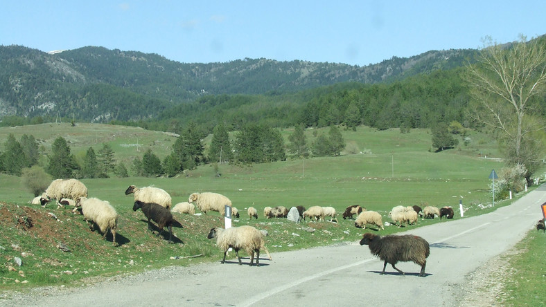 Albania. Między domami stoją i chodzą brązowe krowy, owce, kozy i koguty