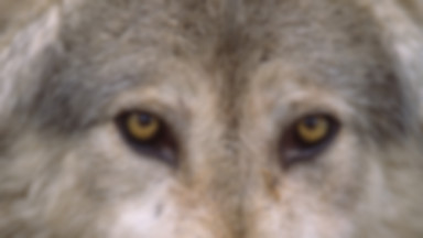 Kujawy: wracają wilki, orły i bobry