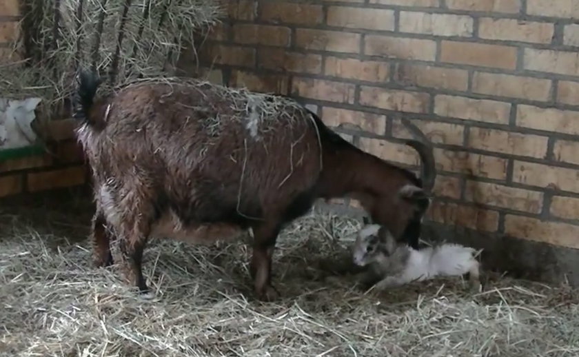 Mali mieszkańcy Nowego Zoo