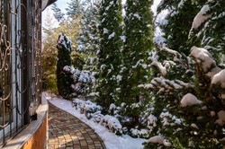 Żywopłot zimozielony? Nie tylko iglaki. Te rośliny świetnie sobie poradzą z mrozem i śniegiem