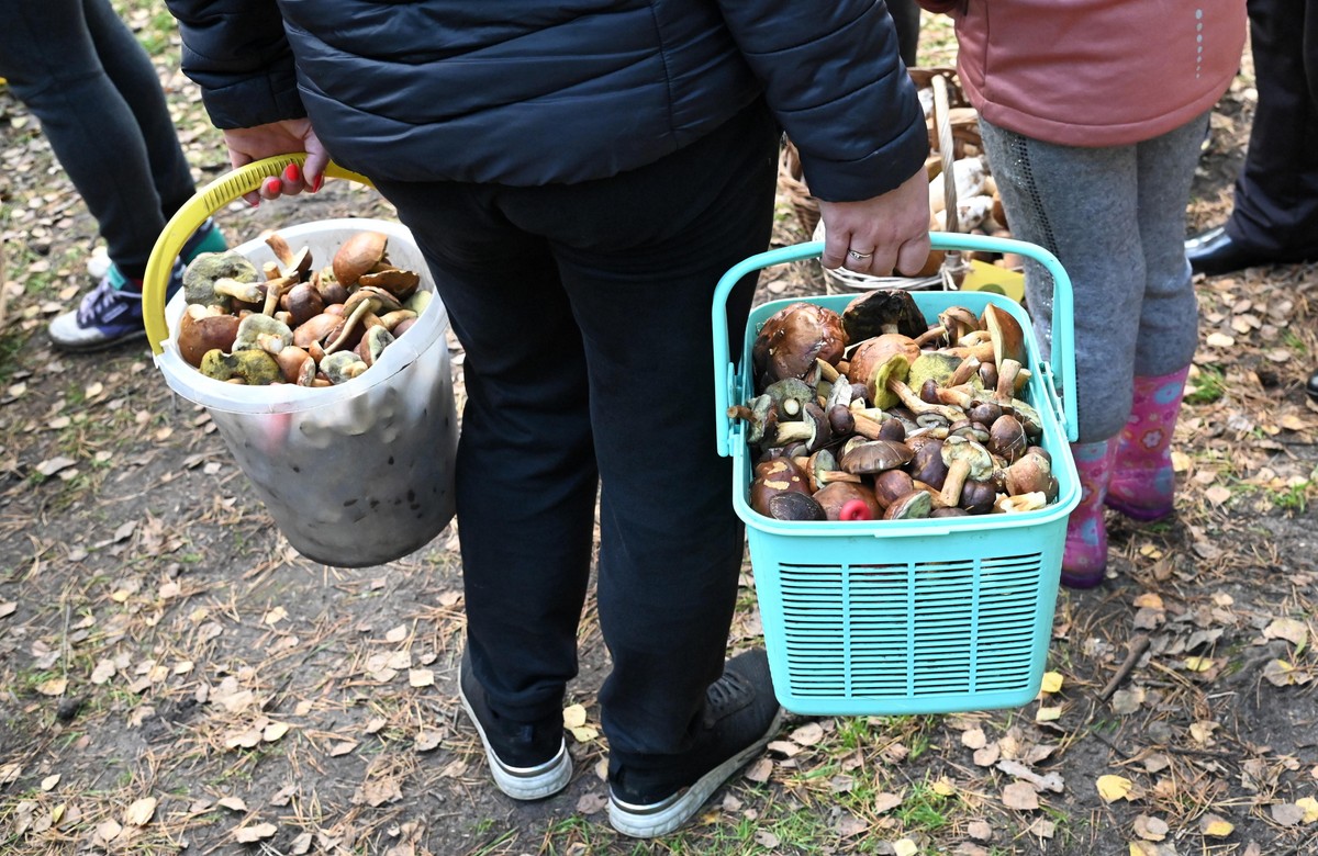 Poszli na grzyby, wrócili z potężnym mandatem. Prawo w Niemczech mówi jasno