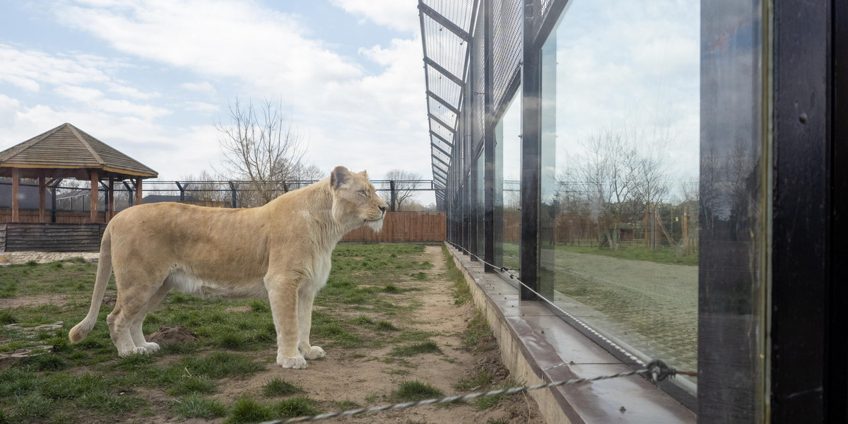 Koronawirus w Polsce. Dramat właściciela zoo