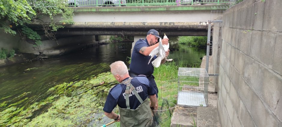 Strażnicy Miejscy weszli do rzeki. Potrzebna była pomoc