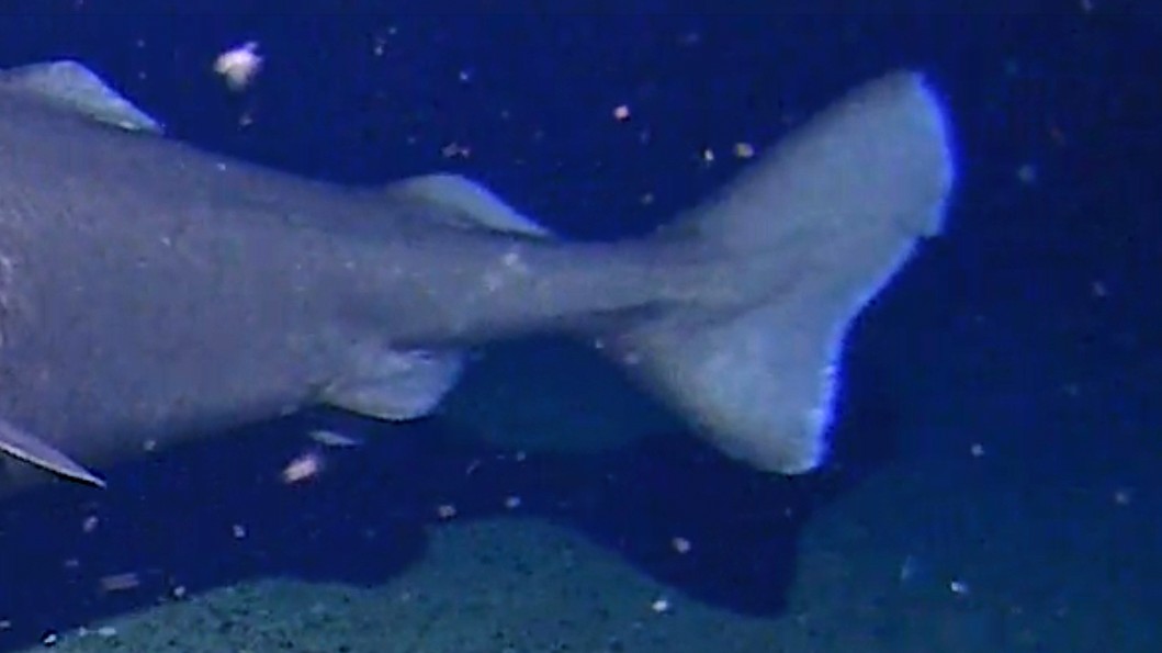 Z hlbín oceánu sa nečakane vynoril obrovský predátor.