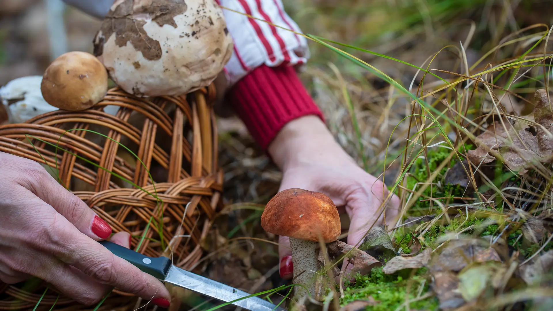 Ciesz się ich smakiem przez cały rok — trzy sposoby suszenie grzybów leśnych