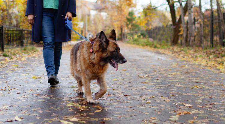 Kolléganőnk megmutatja, hogyan kell megtanítani a kutyát pórázon sétálni Fotó: Getty Images