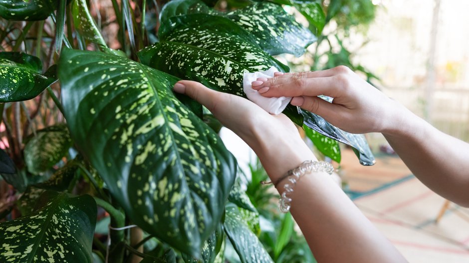 Dieffenbachia