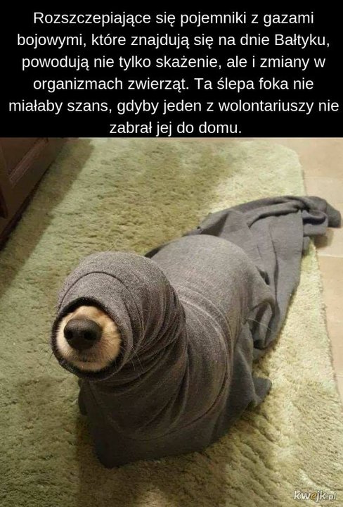 Tydzień w memach