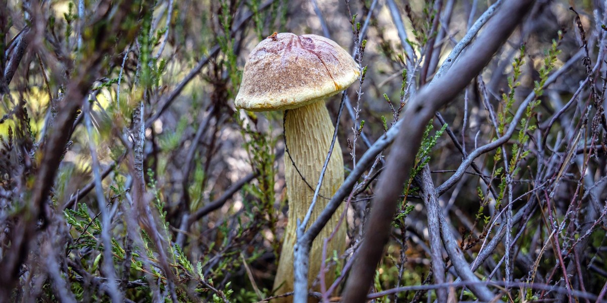 Nowy borowik mianowany został złotoborowikiem wysmukłym (Aureoboletus projectellus).