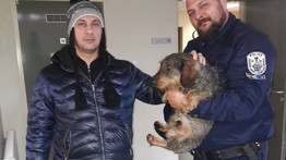 Reszkető házi kedvencet mentettek ki a jeges vízű Tiszából a Tokaji Rendőrőrs munkatársai
