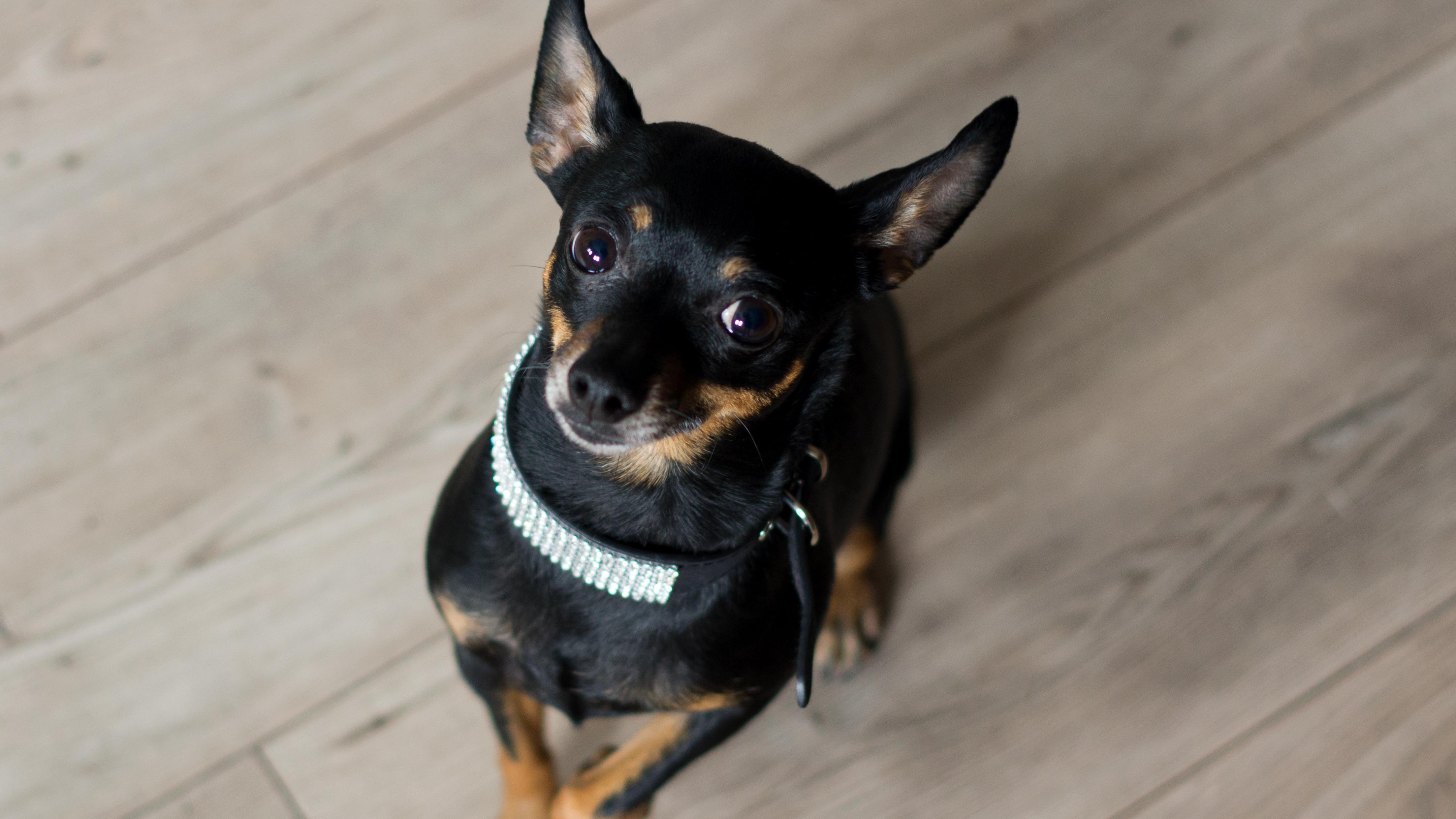 Ratlerek, czyli pinczer miniaturka – odważny pies do towarzystwa - Dom