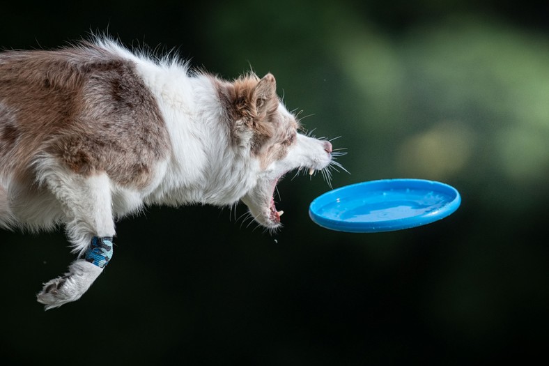 Mistrzostwa świata dogfrisbee odbędą się w Poznaniu w dniach 16-18 września