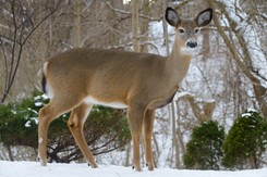 Zabił sarnę nożem, 'zwierzę wyło z bólu'. Myśliwy został skazany