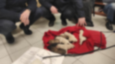 10 szczeniaków zostało wyrzuconych na mróz. Urzędnicy uratowali im życie. Pieski trafią do adopcji